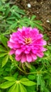 Tropical rainforest flower with pink petals and yellow crown background Indoneaia Asia