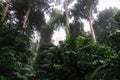 Tropical rainforest with fog Hala-Bala Wildlife Sanctuary. Royalty Free Stock Photo