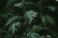 Tropical Rainforest Green leaves of Monstera philodendron nature plant image for home decoration background wallpaper