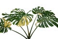 Tropical rainforest green Monstera Giant Yellow Variegated jungle leaves vine plant rare Philodendron isolated on white background