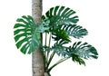 Tropical rainforest green Monstera jungle tree growing with coconut tree isolated on white background, clipping path Royalty Free Stock Photo