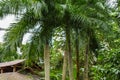 Tropical Rainforest greenhouse