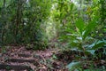 Tropical Rainforest. Hiking trail in Forest. A pathway in jungle surrounded by bushes and leaves. Lush foliage