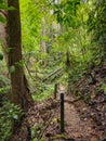 Tropical Rainforest. Hiking trail in Fraser\'s Hill Forest. A pathway in jungle surrounded by green bushes and leaves Royalty Free Stock Photo