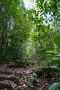 Tropical Rainforest. Hiking trail in Forest. A pathway in jungle surrounded by bushes and leaves. Lush foliage