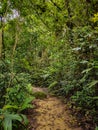 Tropical Rainforest. Hiking trail in Fraser\'s Hill Forest. A pathway in jungle surrounded by green bushes and leaves Royalty Free Stock Photo