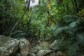 Tropical rainforest jungle, Ishigaki Island, Okinawa, Japan Royalty Free Stock Photo