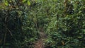 tropical rainforest jungle path with lush vegetation Royalty Free Stock Photo