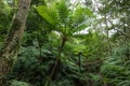 Tropical rainforest jungle with tree ferns, Okinawa, Japan Royalty Free Stock Photo