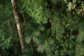 Tropical rainforest,Khao Yai National Park Thailand (The World H