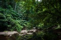 Tropical rainforest,Khao Yai National Park Thailand (The World H