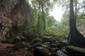 Tropical rainforest,Khao Yai National Park Thailand The World H