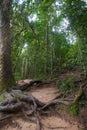 Tropical rainforest,Khao Yai National Park Thailand The World H