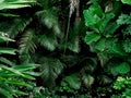 Tropical Rainforest Landscape background. Tropical jungle palms, trees and plants