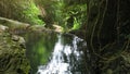 Tropical rainforest landscape with beautiful