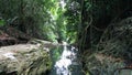 Tropical rainforest landscape with beautiful