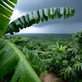 Tropical rainforest with lightning during a storm. Royalty Free Stock Photo