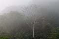 Tropical Rainforest Mist, Chiapas, Mexico Royalty Free Stock Photo