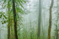 Tropical rainforest in the mist Royalty Free Stock Photo