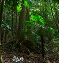 Tropical rainforest national park Australia Royalty Free Stock Photo