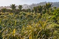 Tropical rainforest with Nikau palm trees