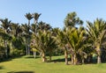 Tropical rainforest with Nikau palm trees