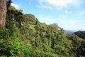 Tropical rainforest of Nyungwe National Park Royalty Free Stock Photo