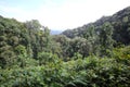Tropical rainforest of Nyungwe National Park Royalty Free Stock Photo