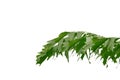 Tropical rainforest palm leaves on white isolated background for green foliage backdrop Royalty Free Stock Photo