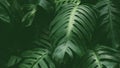 Tropical rainforest plant leaves in deep jungle for background, The Swiss cheese plant or Monstera deliciosa