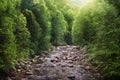 Tropical rainforest river in morning