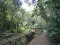 Tropical rainforest seen from a hike in Sao Roque city, Brazil.