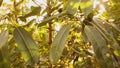 Tropical rainforest at sunset back-lit by sunlight; steadicam