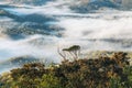 tropical rainforest in Tamborine National Park Royalty Free Stock Photo