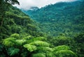 A tropical rainforest teeming with life