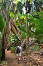 Trekking in jungle, Seychelles, Valle de Mai Royalty Free Stock Photo