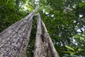 Tropical rainforest tree Royalty Free Stock Photo