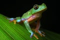 Tropical rainforest tree frog Agalychnis