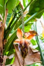 Tropical rainforest vegetation inside the Eden Project bio-dome.