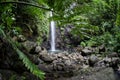 Tropical Rainforest and Waterfall