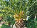 Tropical, rare tree in a hot country. a palm tree with large, green leaves and hard bark grows under the sun. unusual plant. palm