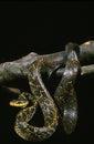 Tropical Rat Snake, spilotes pullatus, Adult hanging from Branch against Black Background Royalty Free Stock Photo