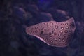 Tropical ray fish swimming in aquarium