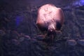 Tropical ray fish swimming in aquarium