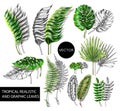 Tropical realistic and graphic leaves elements for your design.