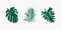 Tropical realistic leaves set. Green exotic palm and trees leaf isolated. Vector illustration EPS 10 Royalty Free Stock Photo