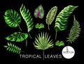 Tropical realistic palm, monstera, banana and fern leaves. Set isolated on black background. Vector illustration.