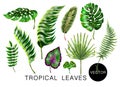 Tropical realistic palm, monstera, banana and fern leaves. Set isolated on white background. Vector illustration.