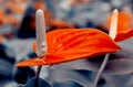 Red anthurium flower on a dark background macro. Colorful graceful expressive image of nature, wallpaper.