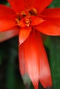 Tropical Red Bromiliad Tongues Plant